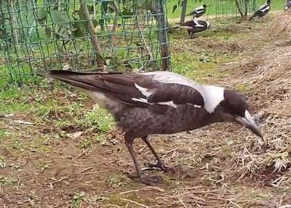Magpie eating yellow worms